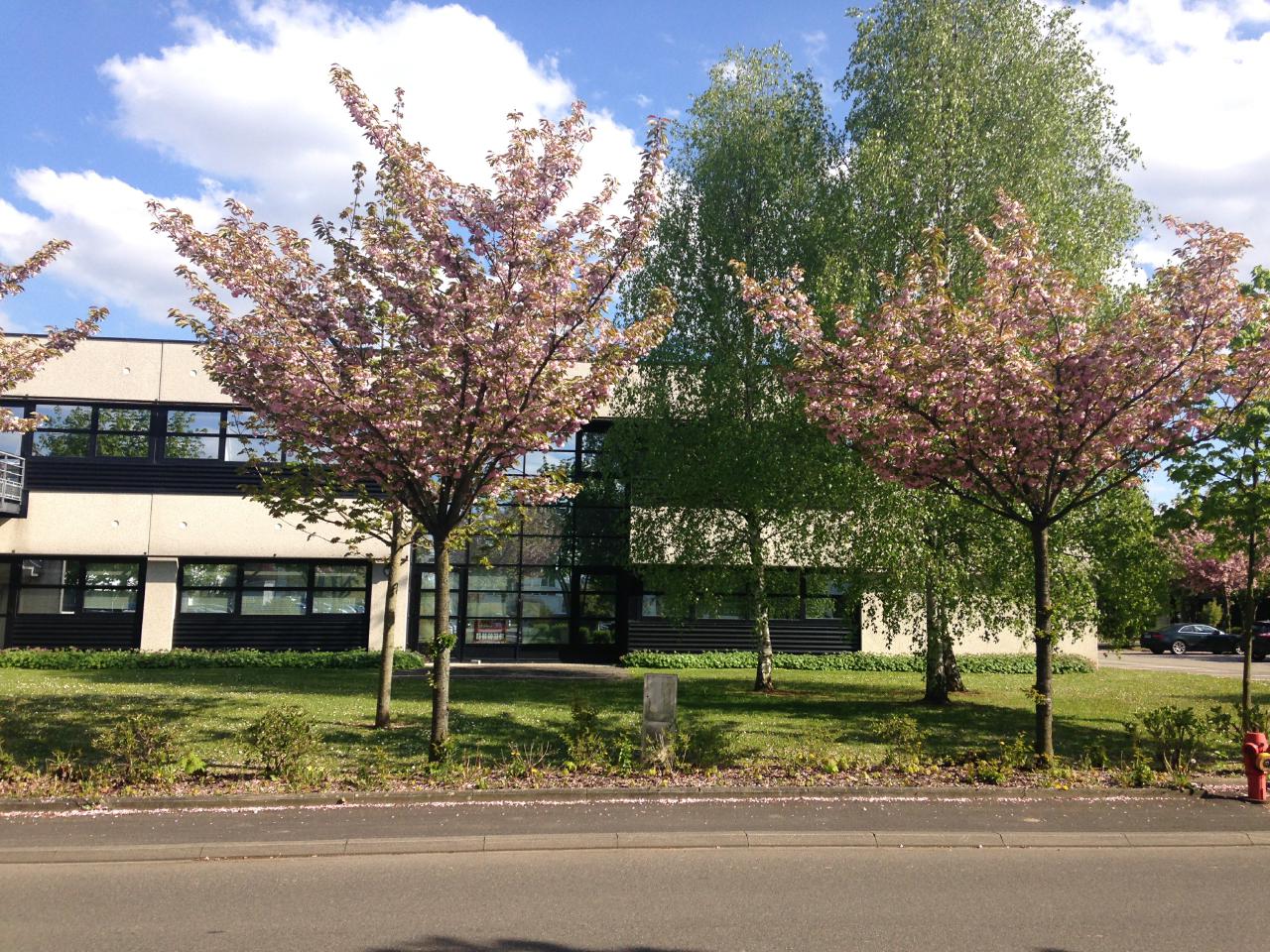 Bureau Schiltigheim 135m² Location Bureau Schiltigheim OLBUR2643180