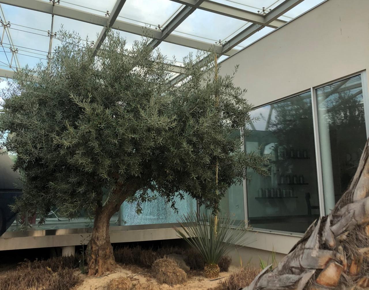 Vente bureau Mauguio Hérault OVBUR2642025 13